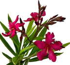 Hardy Red Oleander – 3 gal - Red Flowers on a Large Evergreen Shrub with a Tropical Appeal – Zones 8-10 - Nerium Oleander - 3 Gallon Pot