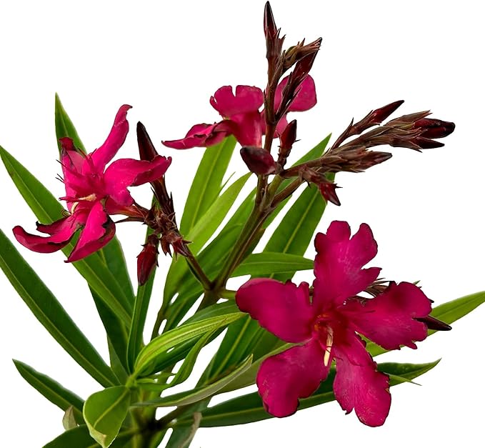 Hardy Red Oleander – 3 gal - Red Flowers on a Large Evergreen Shrub with a Tropical Appeal – Zones 8-10 - Nerium Oleander - 3 Gallon Pot