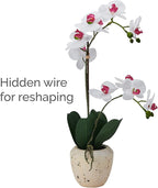 Mikasa Artificial Orchid in Pot, Real Touch Phalaenopsis Orchid, Faux Aged Cement Pot, 22-Inch Double Branch, White/Pink