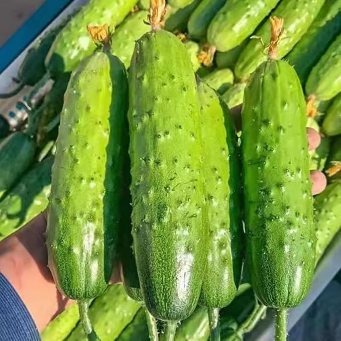 Set of 2 Live Green Cucumber Plants, 3 to 5 Inches Tall, Cucumber Plants Live, 4 Inches Pot, Cucumber Live Plants, Cucumber Starter Plants for Growing, Easy to Plant Outdoor