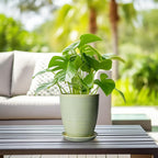 Ceramic Pots for Plants - Modern Round 8 Inch Planter with Drainage Hole and Plant Saucer for Flower Indoor Outdoor, Home Decor, House Warming Gifts, Green