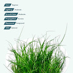 SubstrateSource Live Plant - Hairgrass Eleocharis Pusilla Tissue Culture Aquatic Live Aquarium Plant - 100% Snail Free in Vitro Cup (Hairgrass)