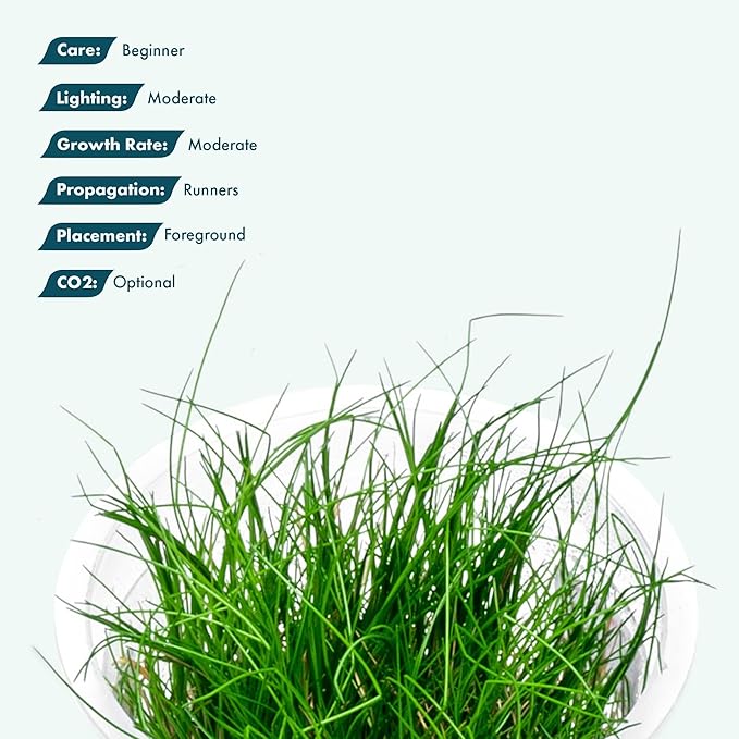 SubstrateSource Live Plant - Hairgrass Eleocharis Pusilla Tissue Culture Aquatic Live Aquarium Plant - 100% Snail Free in Vitro Cup (Hairgrass)