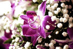 Miami Fresh Orchid Flower OrchidClub USA Sunne Tropical Loose Bloom DIY Lei Food Drink Decoration (50 PURPLE)