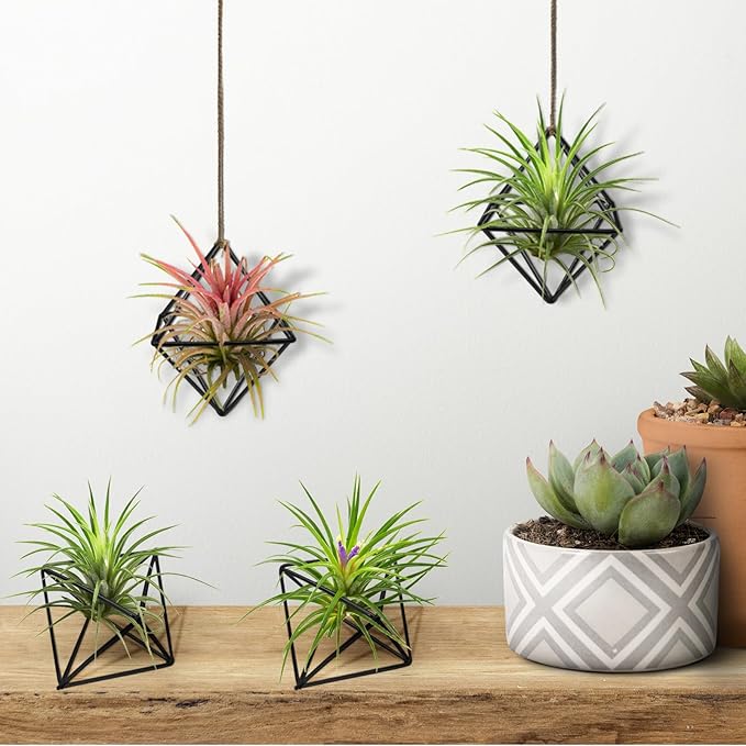 Hanging Air Plants Holders, 2Pcs Metal Air Plant Hangers for S-M Sized Air Plants, Himmeli Geometric Planter to Add a Sense of Style and Relaxation for Home Office Wedding (Black, 2pcs)