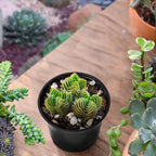 Sprout N Green Crassula cv. Buddha's Temple, Live Succulent Fully Rooted in 2" Pot with Soil Mix, Houseplant for Indoor Outdoor Home Office Wedding Decoration Party Favor, Pet Friendly, Easy to Care