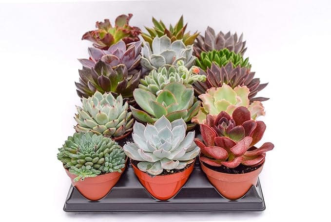 Live Echeveria Succulent Plants (15 Pack) – Assorted 4-Inch – Fully Rooted Echeveria Succulents – Live Rosette Succulent Set