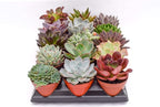 Live Echeveria Succulent Plants (15 Pack) – Assorted 4-Inch – Fully Rooted Echeveria Succulents – Live Rosette Succulent Set