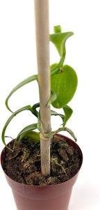 Live Vanilla Bean Orchid Plant, 2.5 inch Pot with Bamboo Pole, Indoor Growing, Pet Safe