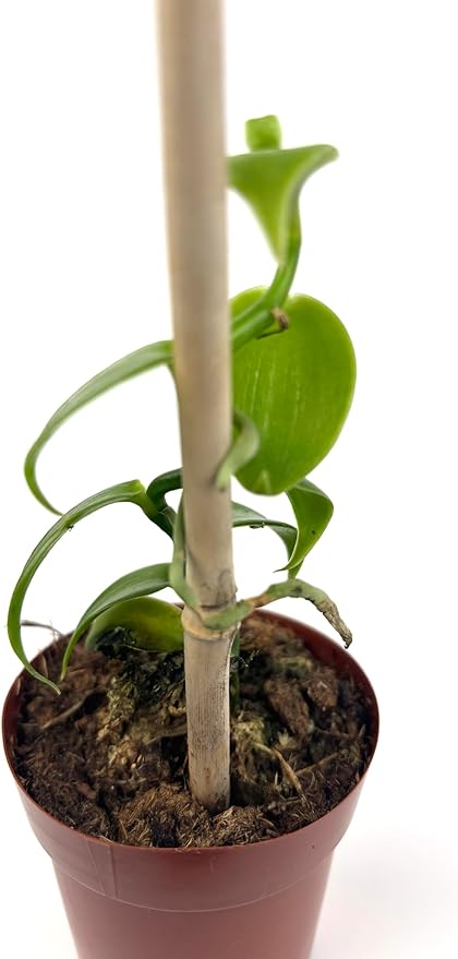 Live Vanilla Bean Orchid Plant, 2.5 inch Pot with Bamboo Pole, Indoor Growing, Pet Safe