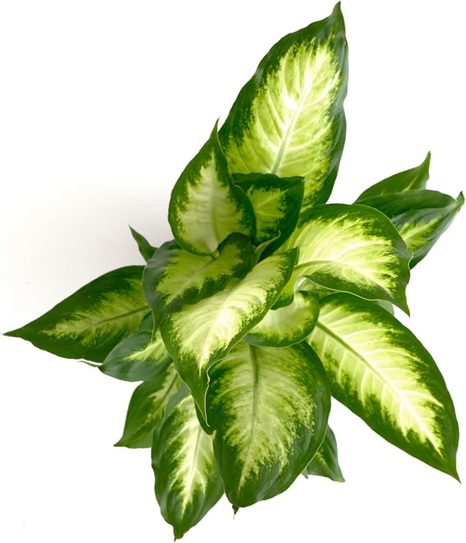 Shop Succulents Dieffenbachia Camille, Live Indoor Plant, Low Maintenance Tropical Houseplant with Attractive Variegated Leaves, Ideal for Home Decor, Office, and Room Enhancement, 6 Inch Nursery Pot