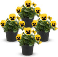 Live Healthy Flowering Pansies - Yellow Blotch (4 Plants Per Pack), Beautiful Winter Color, 6" Tall by 4" Wide in 1 Pint Square Pot