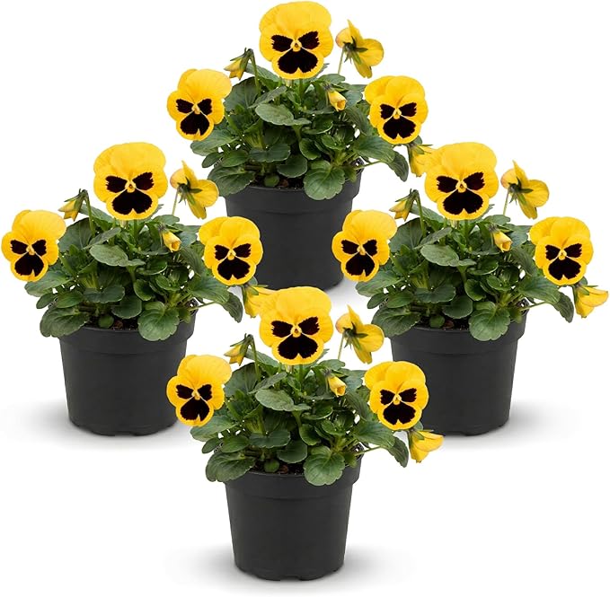 Live Healthy Flowering Pansies - Yellow Blotch (4 Plants Per Pack), Beautiful Winter Color, 6" Tall by 4" Wide in 1 Pint Square Pot