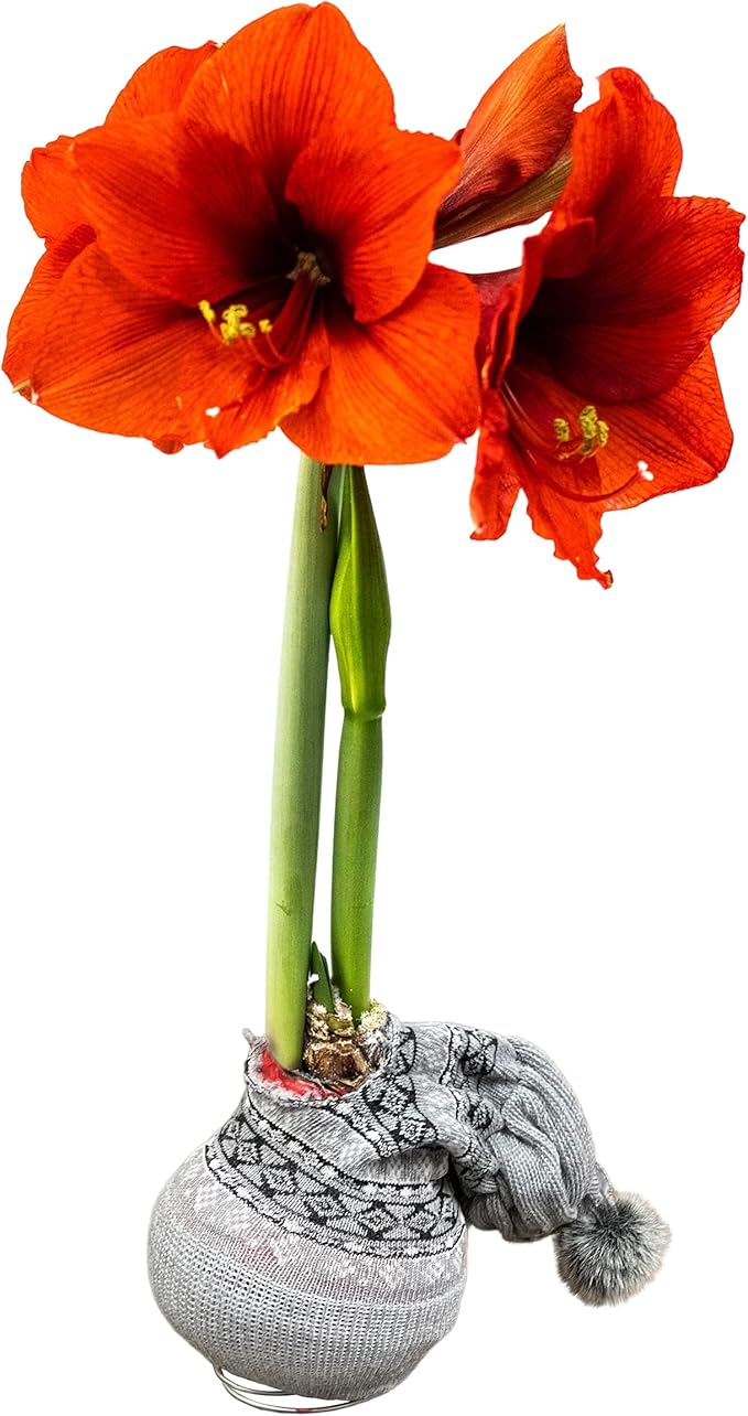 Waxed Amaryllis Bulb - Decorative Grey Sweater, Red Blooms - Easy Care - No Watering Needed!