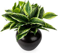 4Pcs 17.7inch Artificial Halcyon Hosta Perennial Plants Faux Green Dieffenbachia Plant Greenery Aesthetic House Plants Outdoor Shrubs Indoor Office Yard UV Resistant Planter Filler