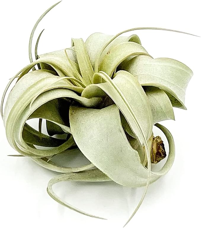 ragnaroc Air Plants - Tillandsia Xerographica, Small 2-3” - 1ct - Live Arrival Gauranteed - House Plants for Home Decor & Gift