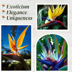 Bird of Paradise Plants Live (4-Pack), Strelitzia Plants with Perennial Orange (2) and White (2) Flowers, Indoor/Outdoor Plants, Exotic Tropical Decor, Not Artificial, 6-10" Height. 2" Pot.