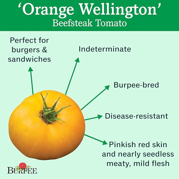 Burpee 'German Johnson' Heirloom, Large Pink Beefsteak Slicing Tomato, 30 Non-GMO Seeds