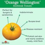 Burpee 'German Johnson' Heirloom, Large Pink Beefsteak Slicing Tomato, 30 Non-GMO Seeds