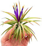 ragnaroc Air Plants - Tillandsia Ionantha Rubra, Regular 2-3" - 6ct - Live Arrival Gauranteed - House Plants for Home Decor & Gift