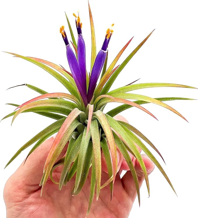 ragnaroc Air Plants - Tillandsia Ionantha Ionantha, Regular 2-3" - 6ct - Live Arrival Gauranteed - House Plants for Home Decor & Gift