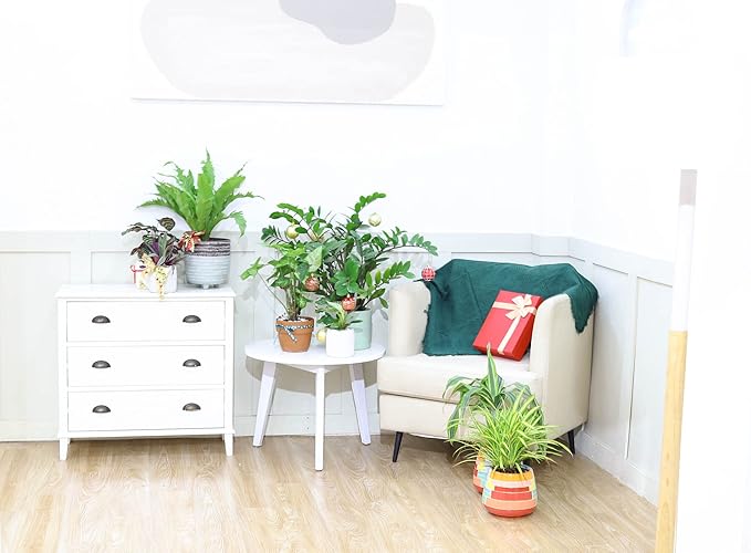 ZZ Plant (4" Grower Pot) - Low Light and Healthy Houseplant - Easy to Care Indoor Houseplant - Live Healthy Houseplant for Home Office Decoration