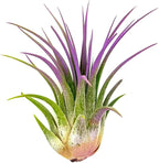 ragnaroc Air Plants - Tillandsia Ionantha, Regular 2-3" - 1ct - Organically Enhanced Color - Live Arrival Guaranteed - House Plants for Home Decor & Gift, Lavender