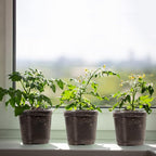 MIXC Clear Plant Nursery Pots with Humidity Dome 4" Soft Transparent Plastic Gardening Pot Planting Containers Cups Planter Small Starter Seed Starting Trays for Seedling with 10pcs Plant Labels