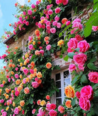 100+ Mix Climbing Rose Seeds for Planting Outdoors