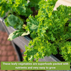 Sow Right Seeds - Power Greens Seed Collection for Planting - Spinach, Arugula, Kale, Mustard Greens and Rainbow Swiss Chard - Non-GMO Heirloom Seeds to Plant and Grow a Home Vegetable Garden