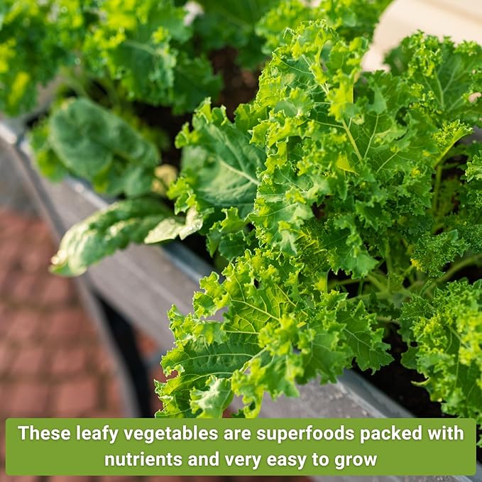 Sow Right Seeds - Power Greens Seed Collection for Planting - Spinach, Arugula, Kale, Mustard Greens and Rainbow Swiss Chard - Non-GMO Heirloom Seeds to Plant and Grow a Home Vegetable Garden