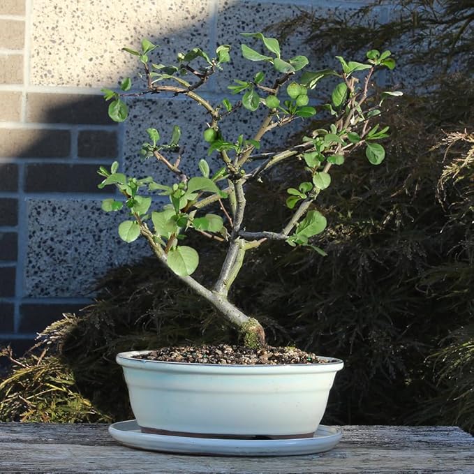 Flowering Quince with White 10" Ceramic Tray