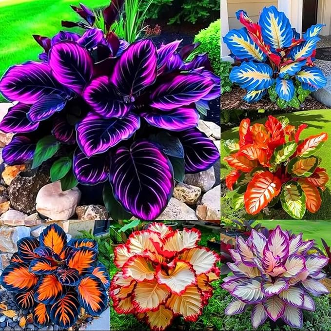 Hosta Flower Seeds, 220pcs, Perennial Shade Plant with Lush Foliage, Ideal for Woodland & Home Gardens