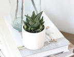 Haworthia Succulent Plant Live in White Planter, Live Succulents Plants Live Plants, Live Indoor Plants Live Houseplants, Low Light House Plants, Succulent Plants Cactus Plants Live by Plants for Pets