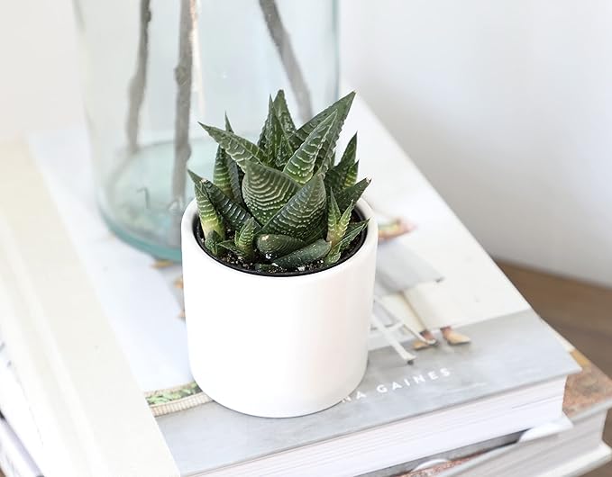 Haworthia Succulent Plant Live in White Planter, Live Succulents Plants Live Plants, Live Indoor Plants Live Houseplants, Low Light House Plants, Succulent Plants Cactus Plants Live by Plants for Pets