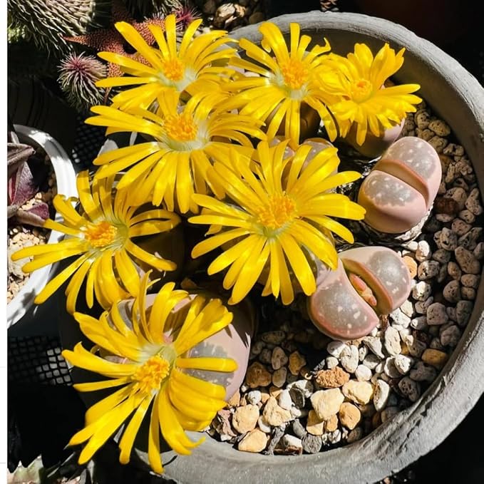 20 Pack Assorted Lithop Live Plants, Rare Living Stone Succulents Plants Live for Indoor Gardens, Lithops Seedlings