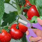 Housolution Flower Scissors, Strong Floral Shears, Premium Steel Garden Pruning Shears Floral Fruits Leaf Scissors Hand Pruner Snip Trimming Tool for Gardening Flower Arrangement, Purple