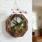 10.5 Inches Staghorn Fern Mounting Kit Orchid Mounting Wood Hanging Plant Frame Wall Planter Plant Holder Basket for Orchids Staghorn Fern Tropical Plants (265x265x60mm)