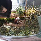 YISZM 10LB Succulent and Cactus Pebbles, 1/5 Inch Jade Natural Decorative Polished Stones, River Rocks for Plants, Vases and Outdoor Gardening,Green