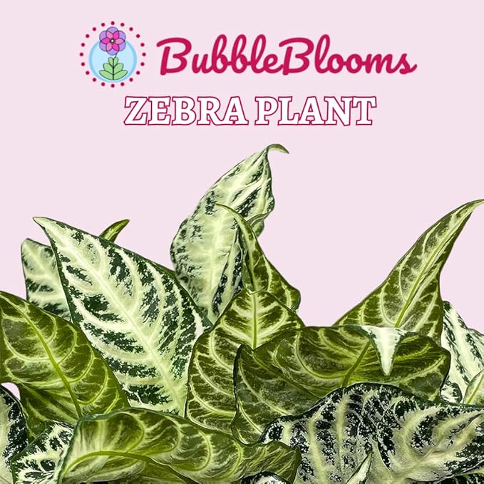 BubbleBlooms Saffron Spike Zebra Plant, Aphelandra squarrosa, Zebraplant in a 4 inch Pot
