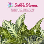 BubbleBlooms Saffron Spike Zebra Plant, Aphelandra squarrosa, Zebraplant in a 4 inch Pot