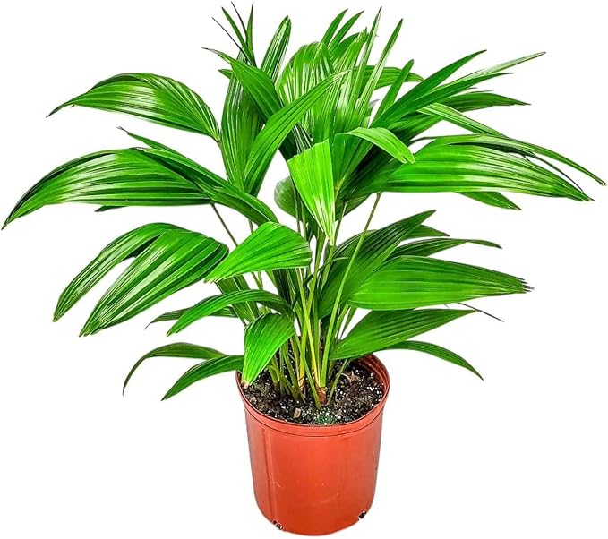 Fountain Palm Tree - Fan Palm - Overall Height 30" to 32" - Large Plant - Houseplant - Tropical Plants of Florida (Plant Only)