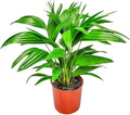Fountain Palm Tree - Fan Palm - Overall Height 30" to 32" - Large Plant - Houseplant - Tropical Plants of Florida (Plant Only)