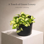 Hoya Heuschkeliana Variegata Live Plant – Hoya Variegated Fully Rooted Starter Plant – Rare Indoor Tropical Vines – Easy Care Houseplant for Beginners – Unique Gift for Collectors (Heat Pack Included)