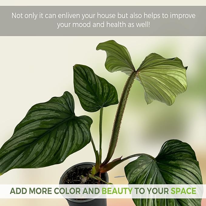 LEAL PLANTS ECUADOR Anthurium Warocqueanum & Philodendron Mamei Silver (Pack of 2), Rare Exotic Indoor Plants in 4” Pots | Air-Purifying & Easy-Care Houseplants| Perfect for Home & Office Décor