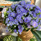 1000+ Kalanchoe Flower Seeds for Planting, Perennial Kalanchoe Flower Seed, Non-GMO Heirloom Rare Limonium Statice Flower Seeds for Home Garden