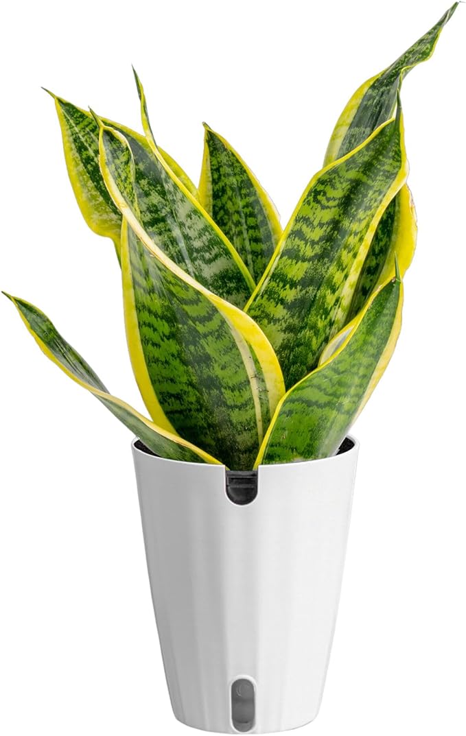 Costa Farms Snake Plant, Easy to Grow Live Plant in Cute Decor Pot, Grower's Choice Houseplant in Soil, Housewarming Gift, Room Decor, 1-2 Feet Tall