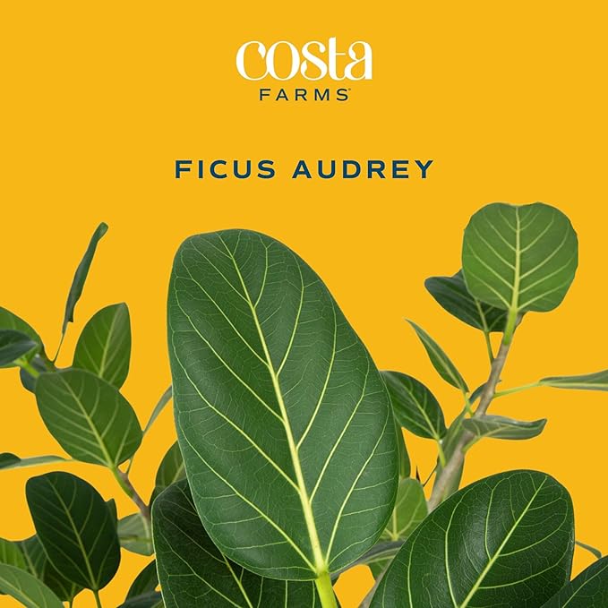 Costa Farms Ficus Audrey Live Plant in Decorative Pot, Indoor Houseplant, Perfect for Home, Room, or Office Decor, Great House Warming or Birthday Gift, 12-18 Inches Tall
