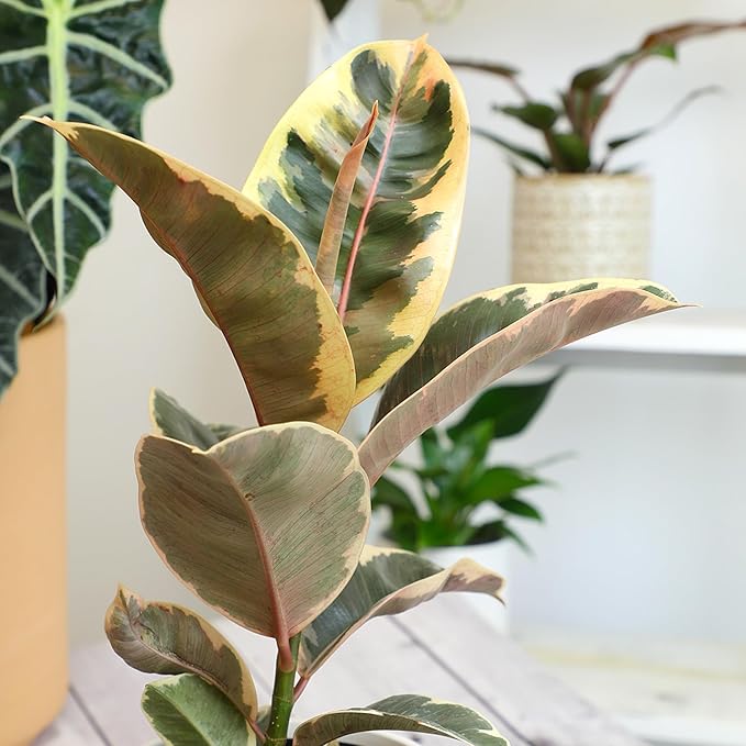 Ficus Tineke, Rubber Tree Plant, Live Ficus Tree House Plant Decor in 6" White Pot, Easy Plant Gift, Variegated Rubber Plant, Live Plant Gift, Office Plants & Decorative Plants by Plants for Pets