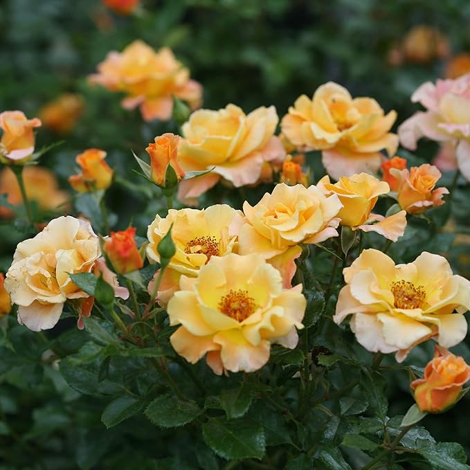 Proven Winners 2 Gal. Suñorita Rose Shrub
